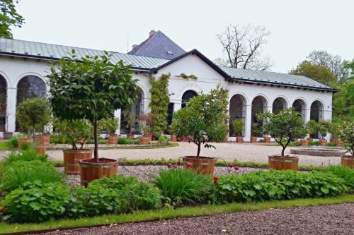 Zámecké oranžerii v Raduni vévodí citrusové dřeviny a mnoho dalších druhů tropických rostlin