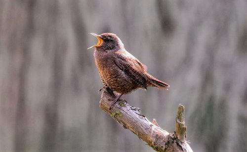 Ptačí koncert ve Slavičím údolí. Hlavní part má kos, ve sboru jsou pěnice, lejsek, sýkorky